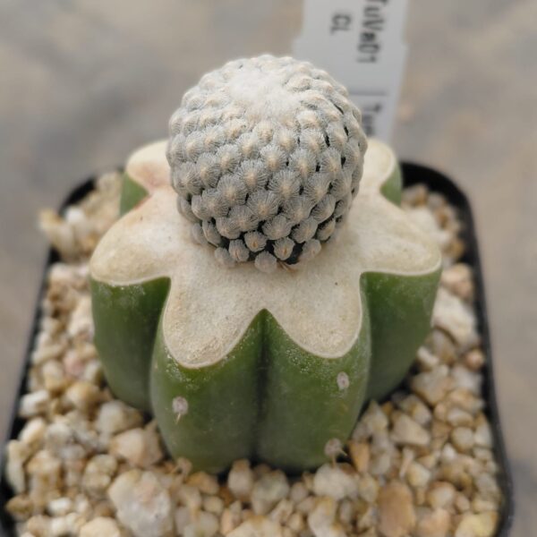 Turbinicarpus valdezianus injertado