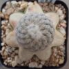 Turbinicarpus valdezianus injertado
