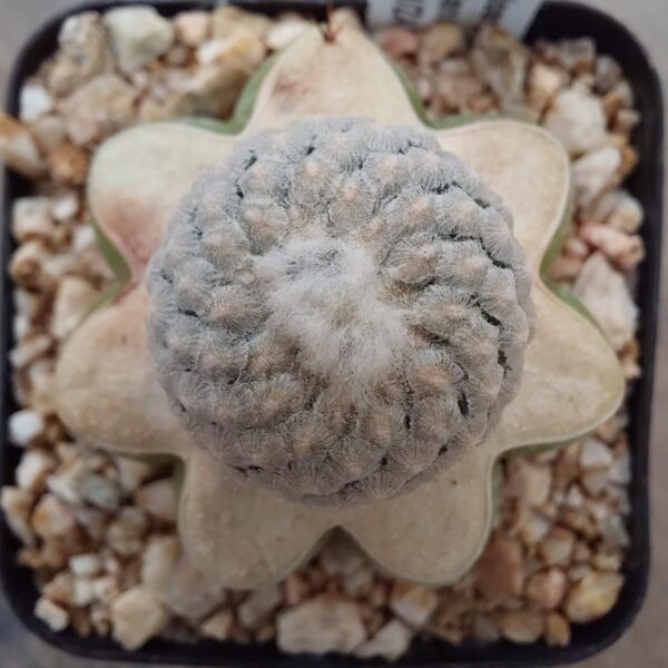 Turbinicarpus valdezianus injertado