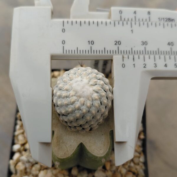 Turbinicarpus valdezianus injertado