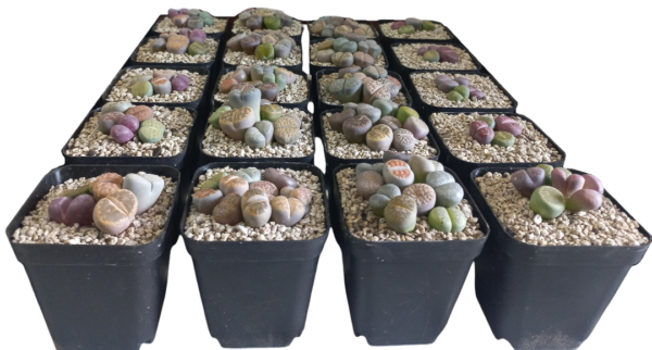 Maceteros 7x7.5 cm