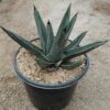 Agave nickelsiae