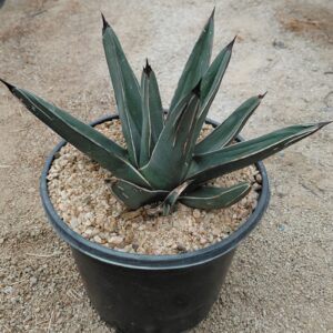 AgNi01_P+1 Agave nickelsiae