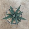 Agave nickelsiae