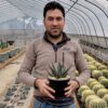 Agave nickelsiae