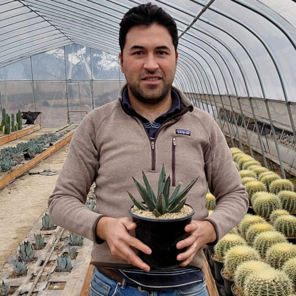 Agave nickelsiae