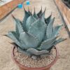 Agave parrasana
