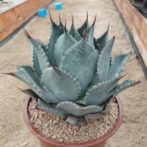 AgPar01_P+1 Agave parrasana