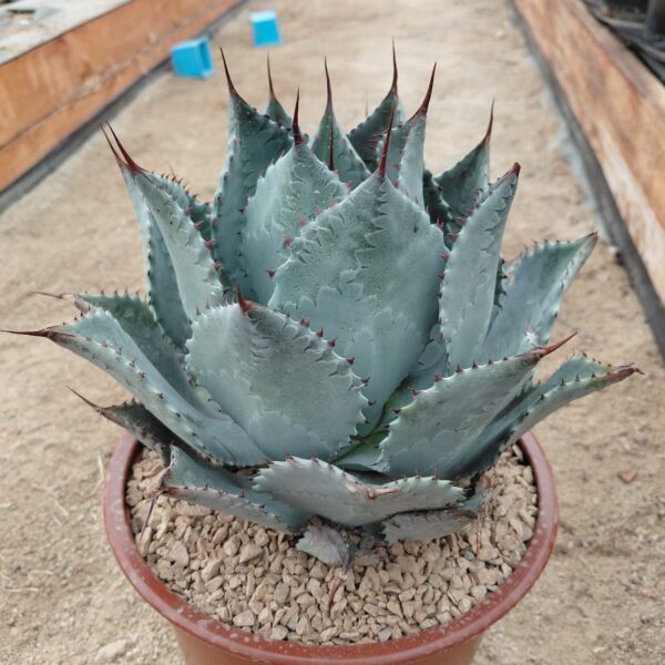 Agave parrasana