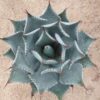 Agave parrasana