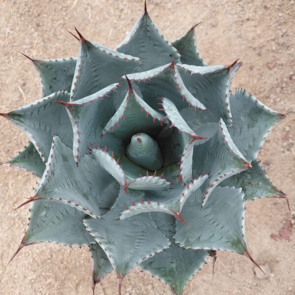 Agave parrasana