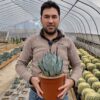 Agave parrasana