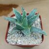 Agave victoriae-reginae