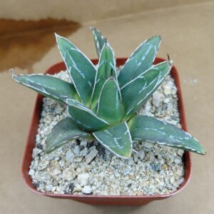 Agave victoriae-reginae