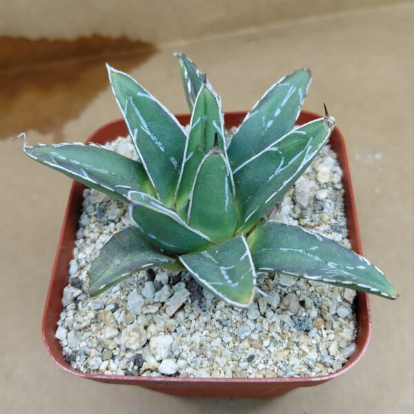 Agave victoriae-reginae