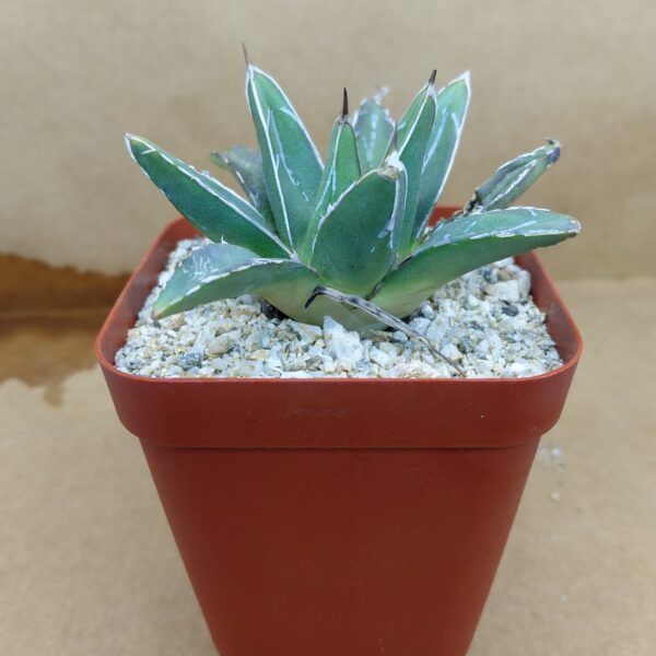 Agave victoriae-reginae