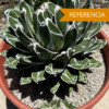 Agave victoriae-reginae