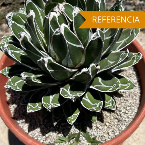 Agave victoriae-reginae