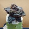 Ariocarpus fissuratus cv. Godzilla