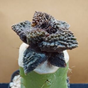 Ariocarpus fissuratus cv. Godzilla