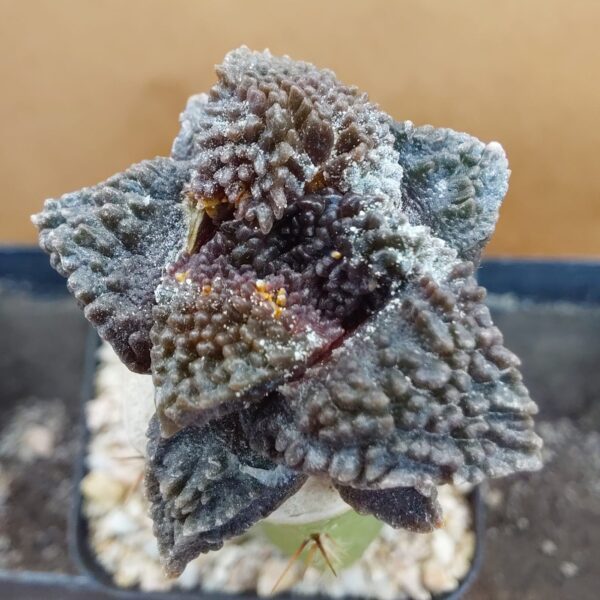 Ariocarpus fissuratus cv. Godzilla