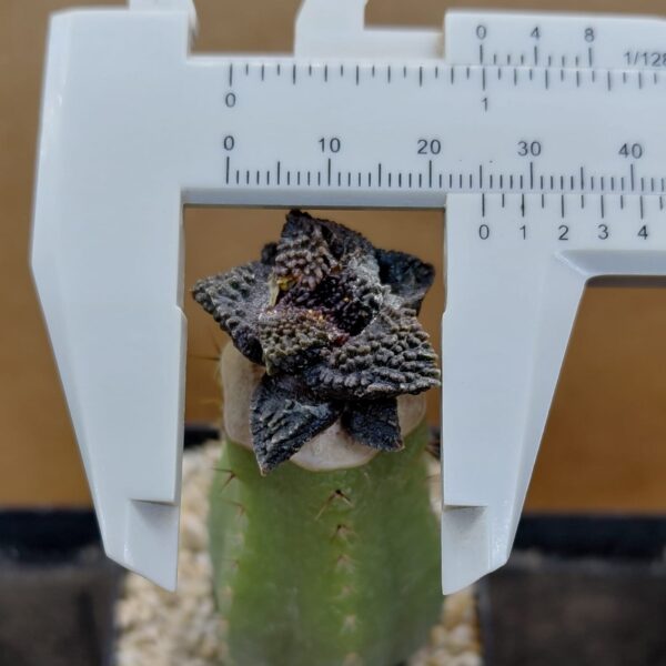 Ariocarpus fissuratus cv. Godzilla