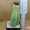 Ariocarpus fissuratus cv. Godzilla
