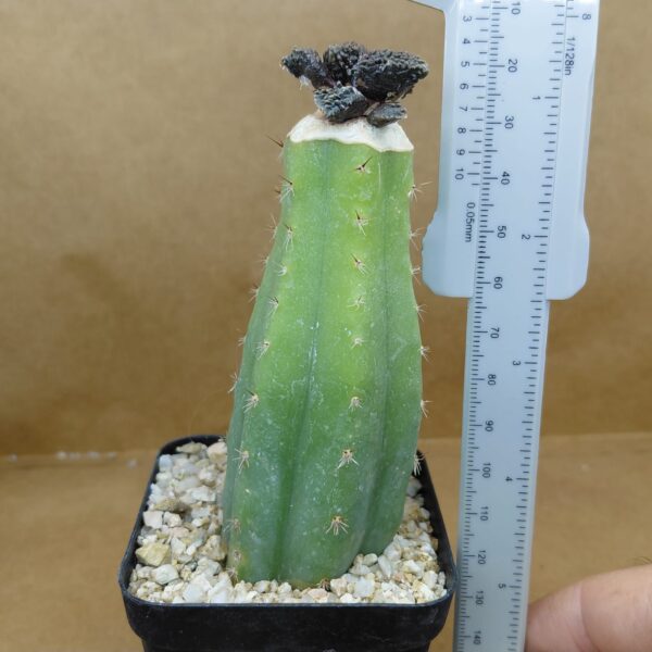 Ariocarpus fissuratus cv. Godzilla
