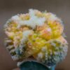 Ariocarpus fissuratus cv. Godzilla f. var