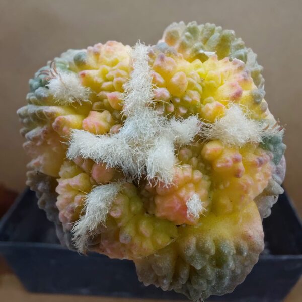 Ariocarpus fissuratus cv. Godzilla f. var