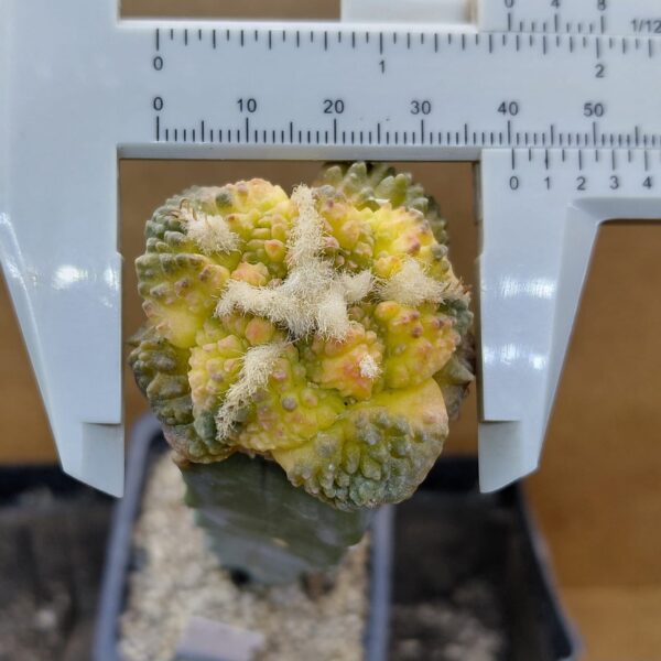 Ariocarpus fissuratus cv. Godzilla f. var
