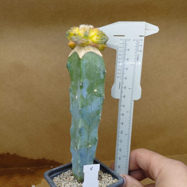 Ariocarpus fissuratus cv. Godzilla f. var