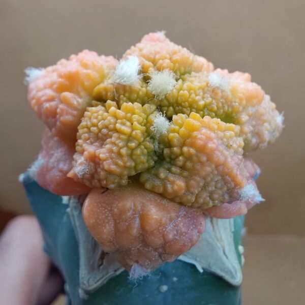Ariocarpus fissuratus cv. Godzilla f. var