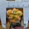 Ariocarpus fissuratus cv. Godzilla f. var