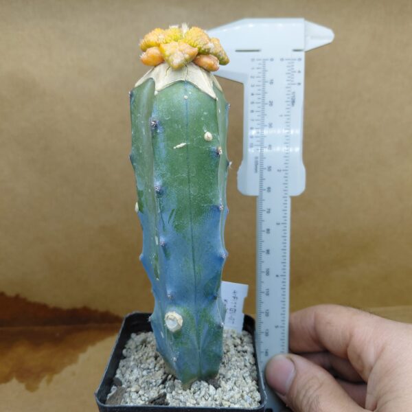Ariocarpus fissuratus cv. Godzilla f. var