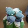 Ariocarpus furfuraceus Maruibo Thailand