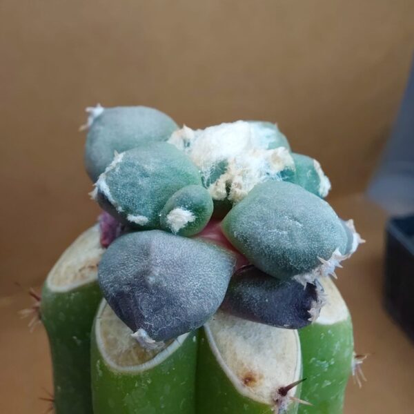 Ariocarpus furfuraceus Maruibo Thailand