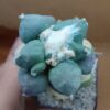 Ariocarpus furfuraceus Maruibo Thailand