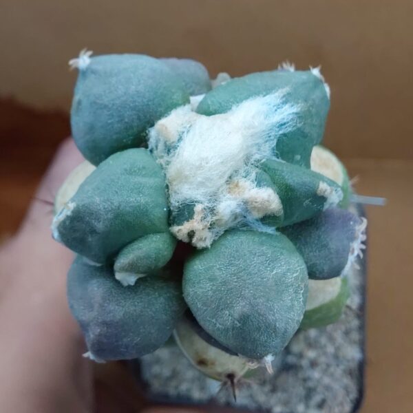 Ariocarpus furfuraceus Maruibo Thailand