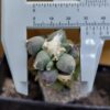 Ariocarpus furfuraceus Maruibo Thailand