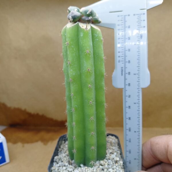 Ariocarpus furfuraceus Maruibo Thailand