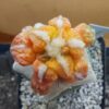 Ariocarpus bravoanus x kotscho. cv "Lizard Skin" f. var