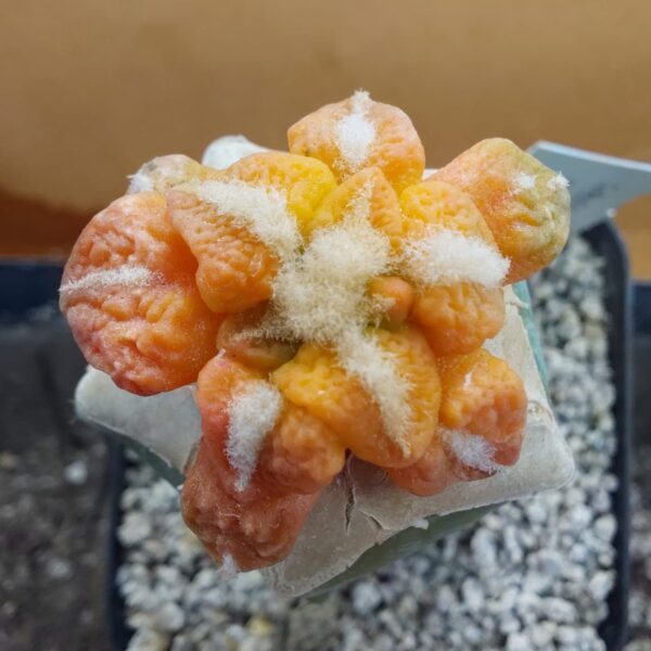 Ariocarpus bravoanus x kotscho. cv "Lizard Skin" f. var
