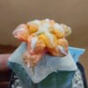 Ariocarpus bravoanus x kotscho. cv "Lizard Skin" f. var
