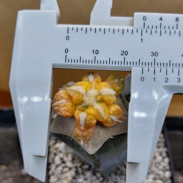 Ariocarpus bravoanus x kotscho. cv "Lizard Skin" f. var