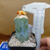 Ariocarpus bravoanus x kotscho. cv "Lizard Skin" f. var