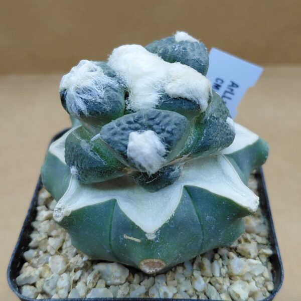 Ariocarpus lloydii