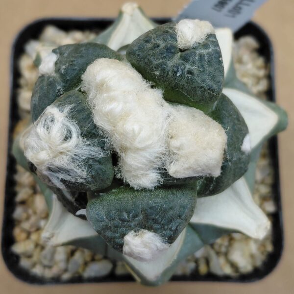 Ariocarpus lloydii
