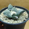 Ariocarpus retusus Cauliflower