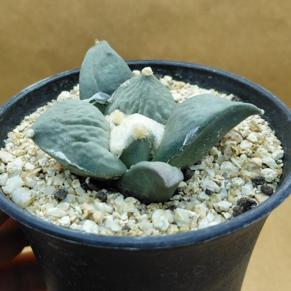 Ariocarpus retusus Cauliflower